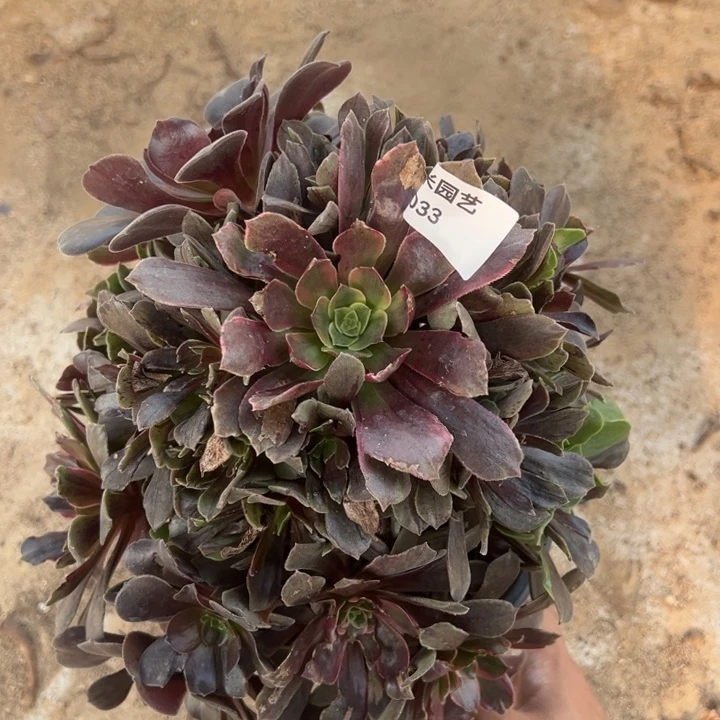 灰姑娘多肉植物033