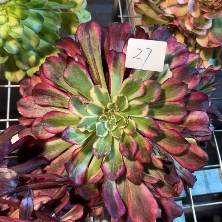 无花朵027特价同花顺无根无售后