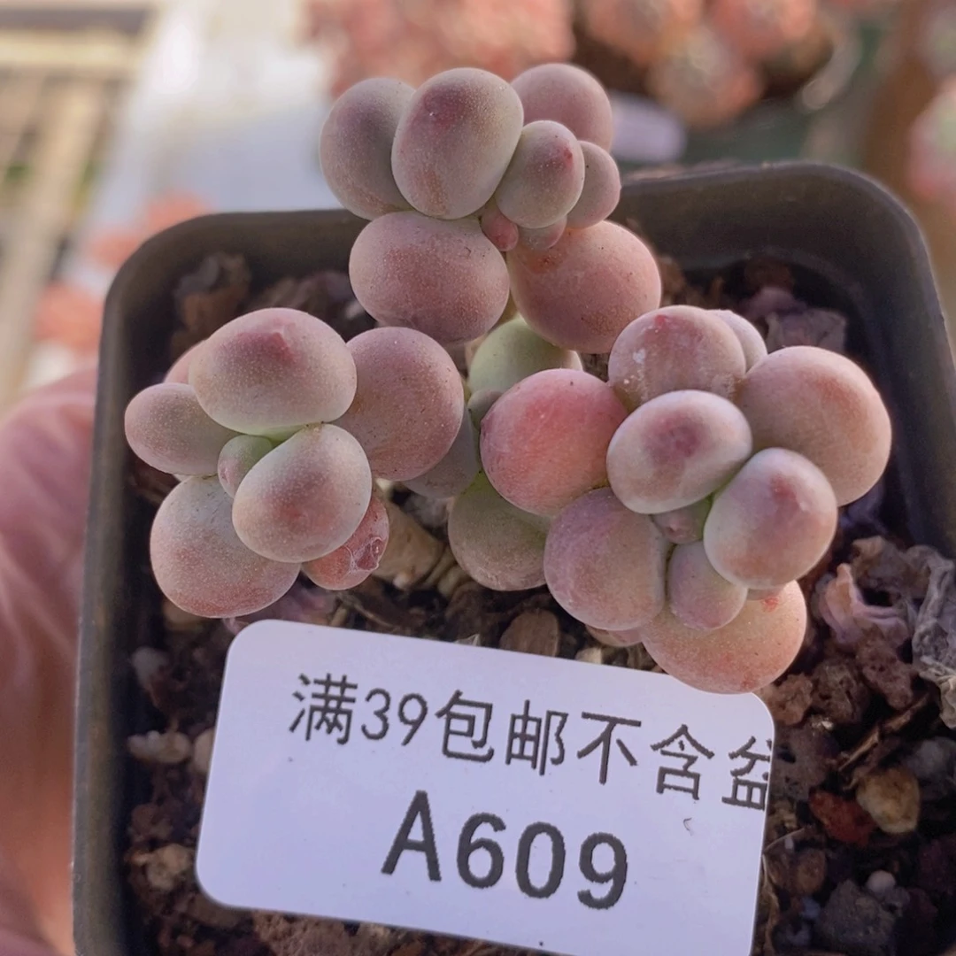 苹果奶5cm609多肉植物