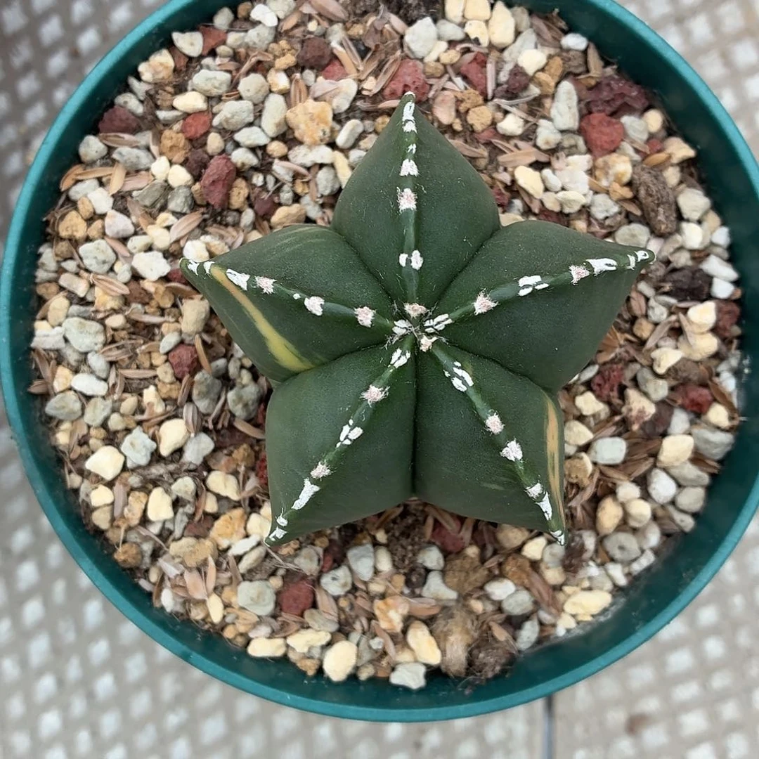 陈***班无花朵鸾凤玉锦！！！！！