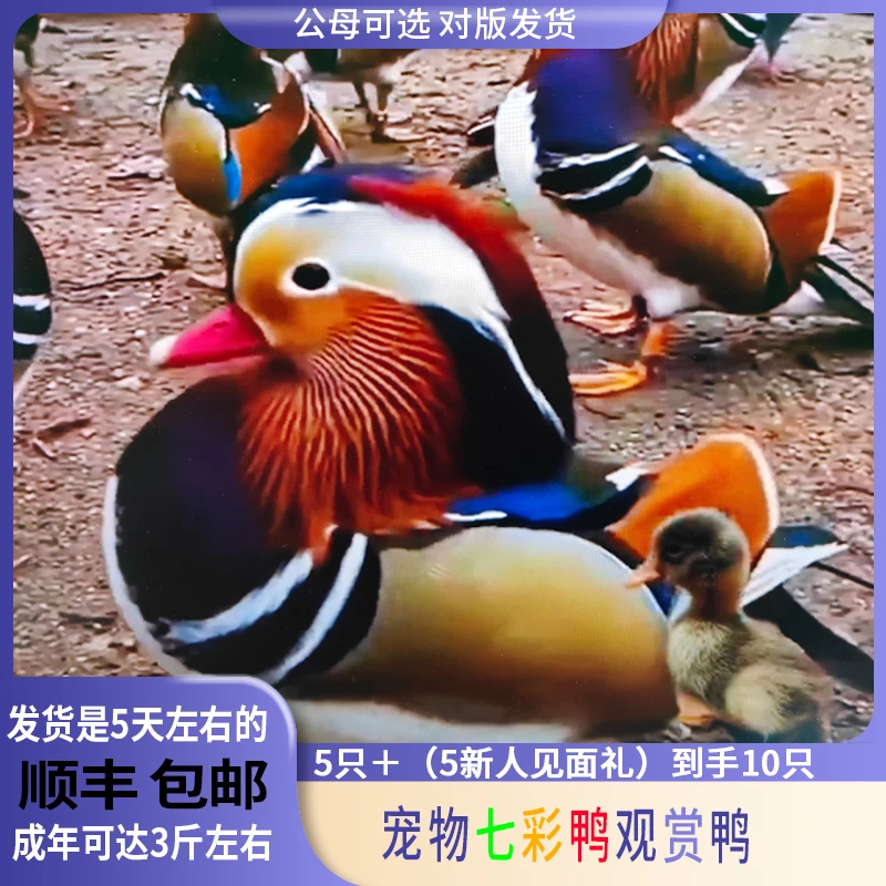 宠物七彩鸭观赏鸭顺丰包邮
