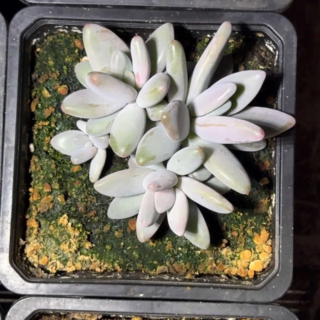 企鹅 群生  一物一拍