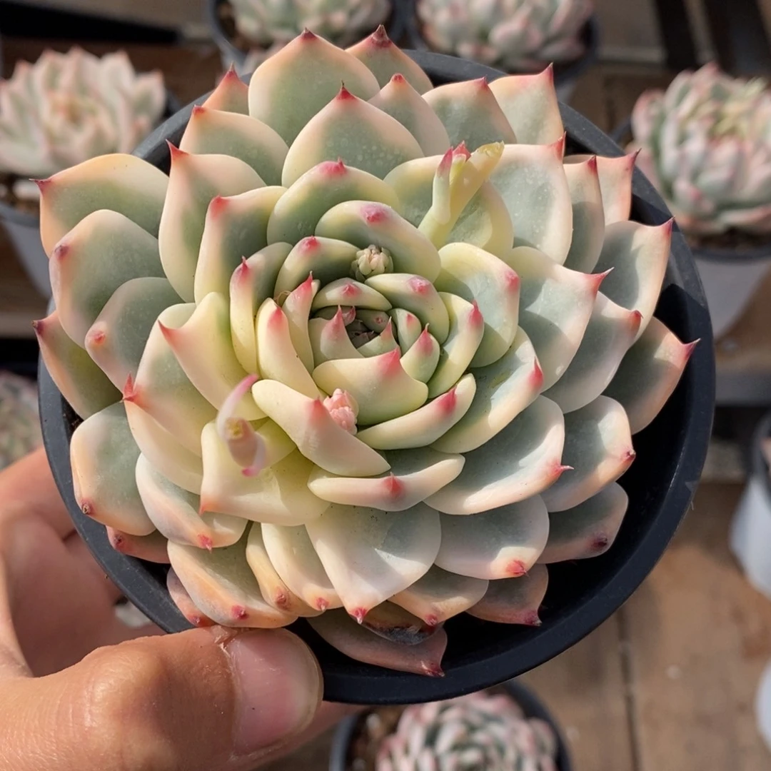 空*吉娃娃锦多肉植物