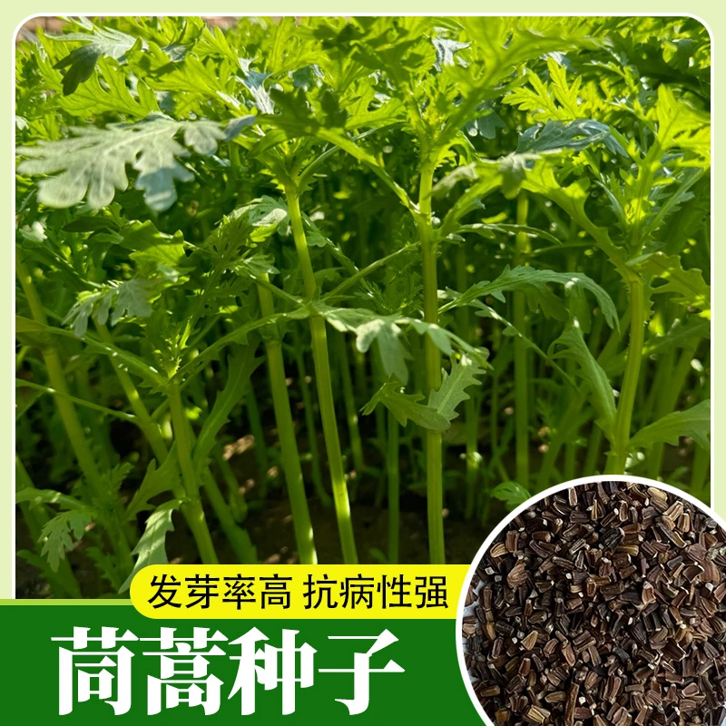 茼蒿种子光杆茼蒿可多茬采摘