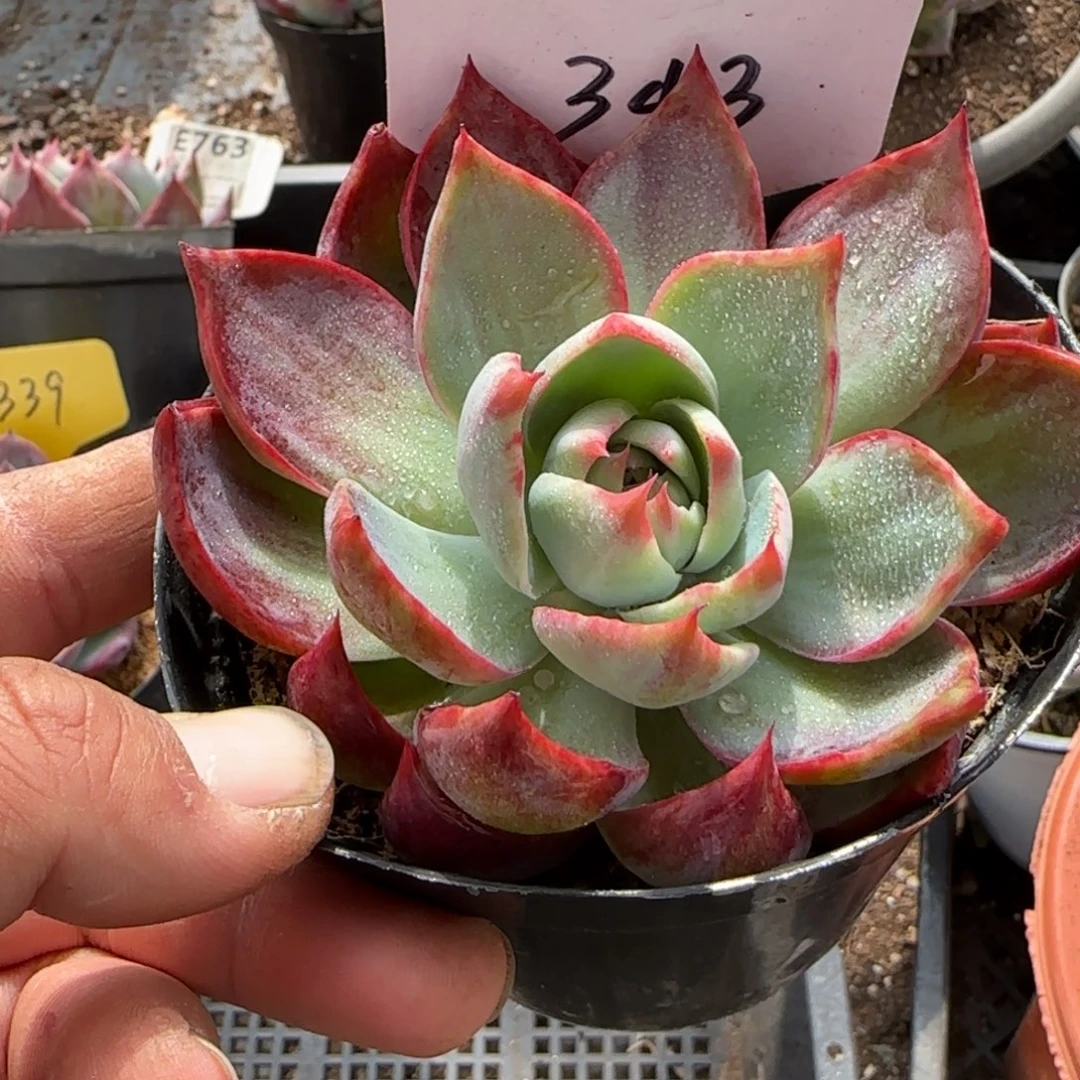 内拉丝343惊鸿一物一拍包装收缩花旱