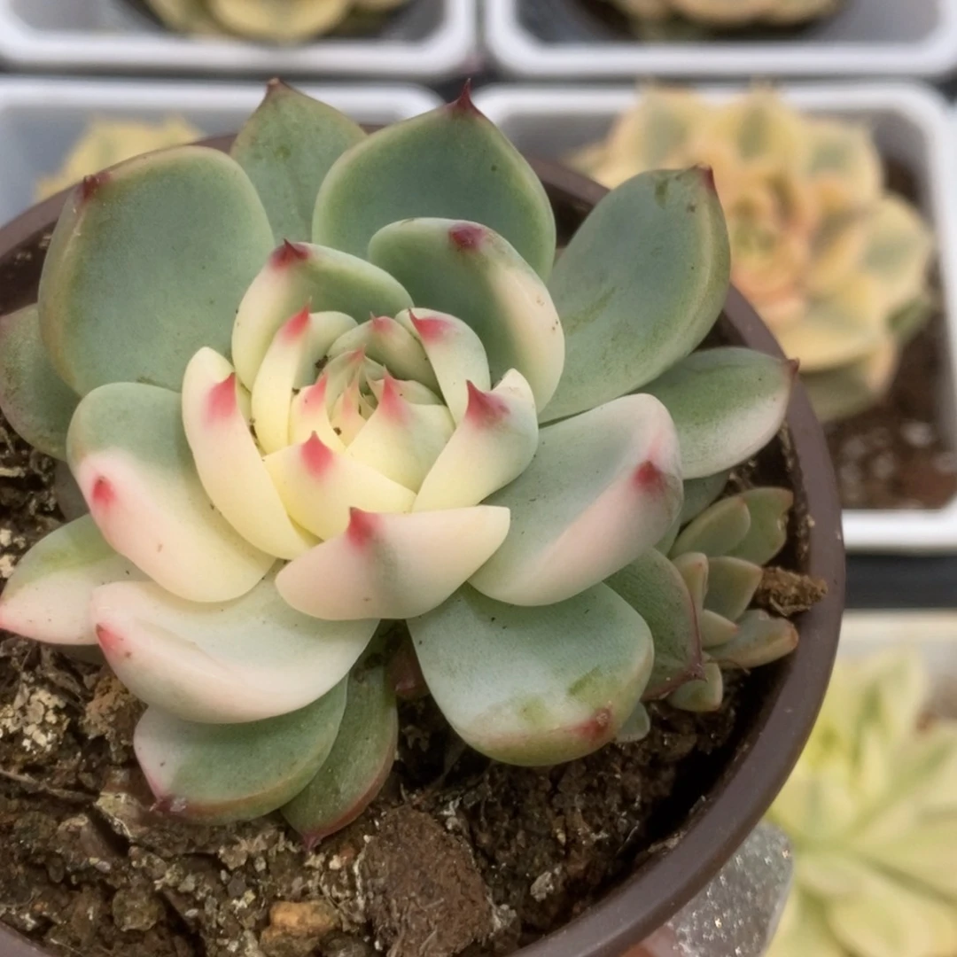082锦锦锦锦锦锦锦锦
