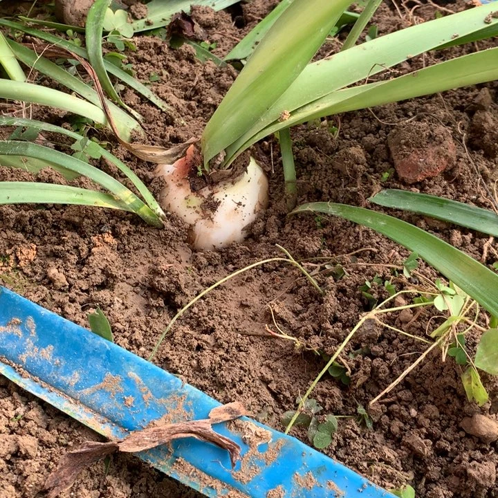 无花朵干邑橙酒7cm+