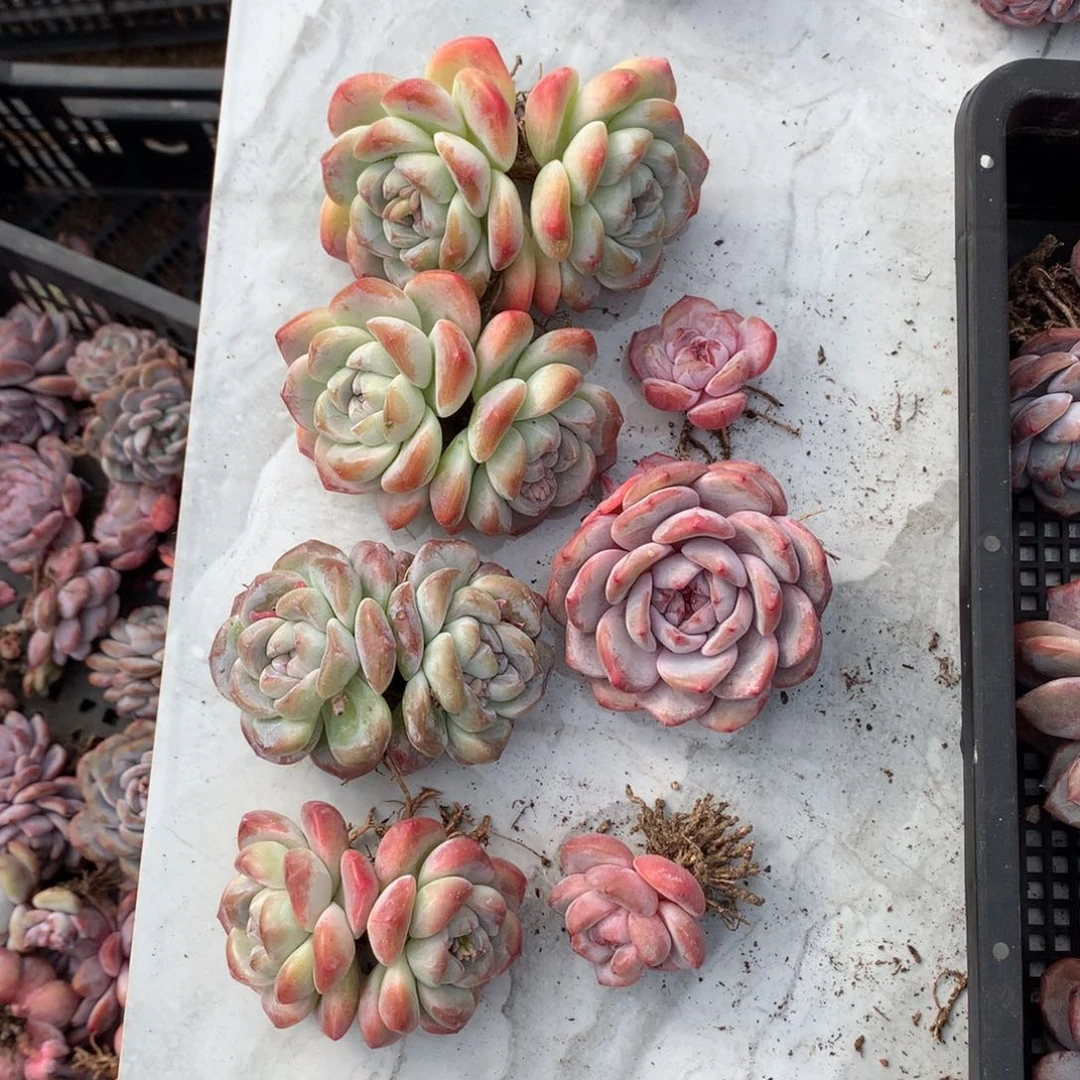 白*滚哈哈哈哈哈哈哈哈哈哈哈哈