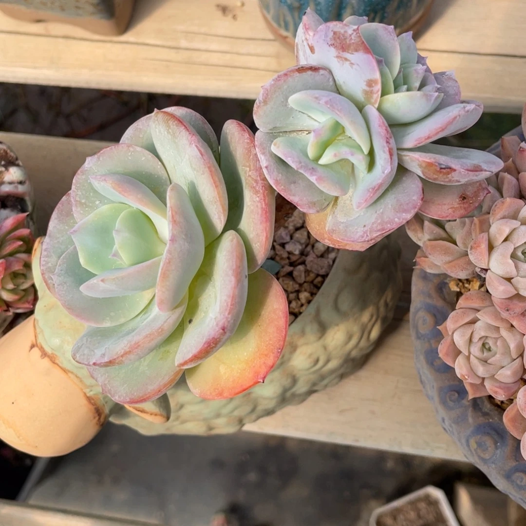 白凤群生老桩木质化群