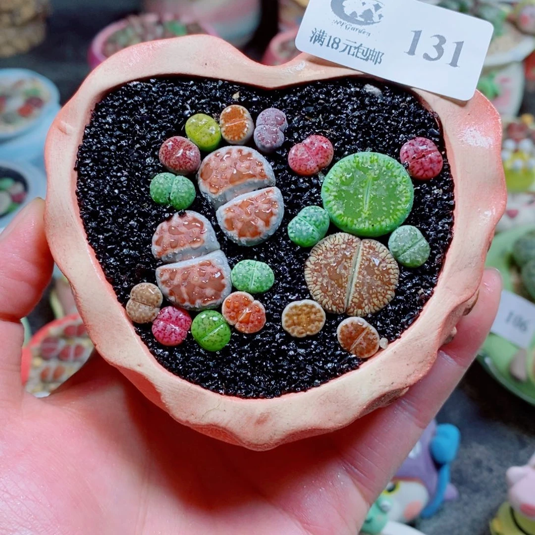 生石花花花花花131