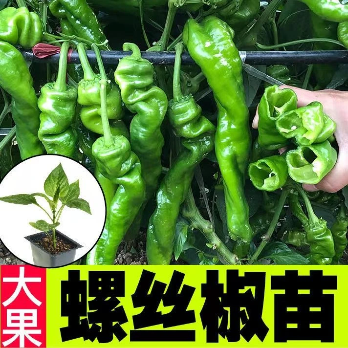 螺丝椒种苗薄皮尖椒杂交高产香辣特大螺丝王脆皮辣椒地栽四季蔬菜