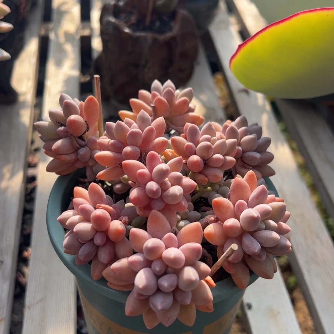 星黛露群无砍群生多肉