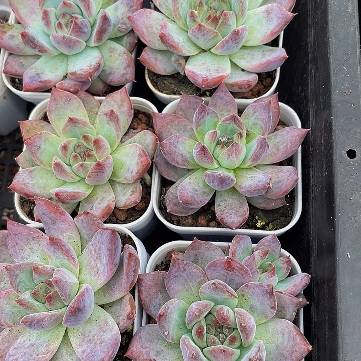 卡宴3.8带盆土发货