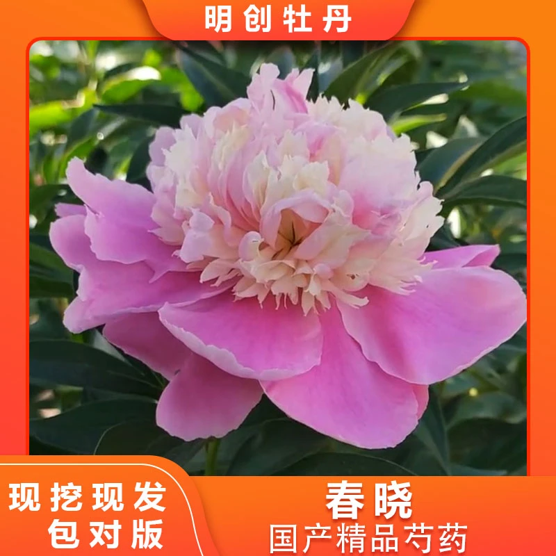 【春晓】复色芍药经典重瓣千层大花庭院阳台盆栽花卉室内