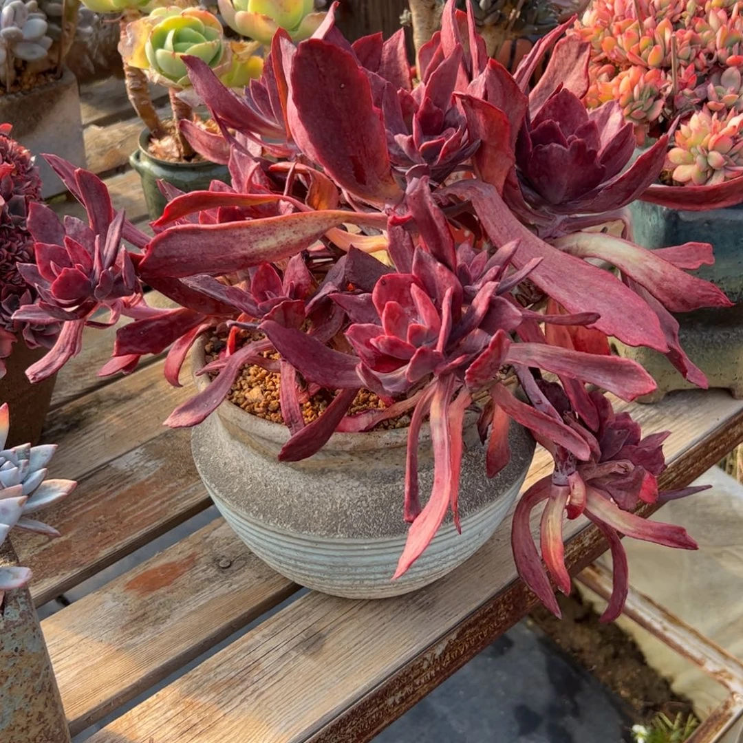 钻石锦58 零零多肉植物