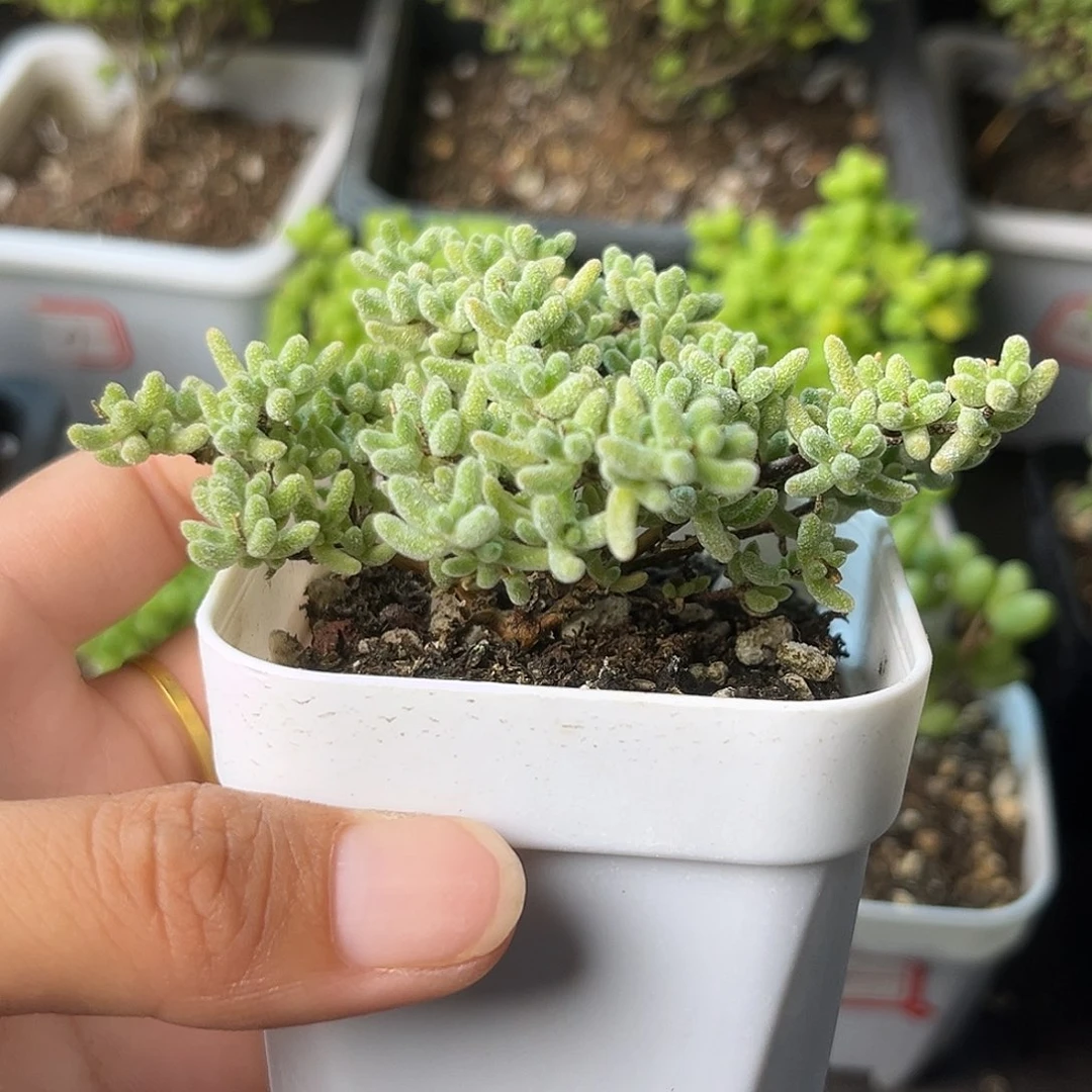 635杂紫（满28包邮）。