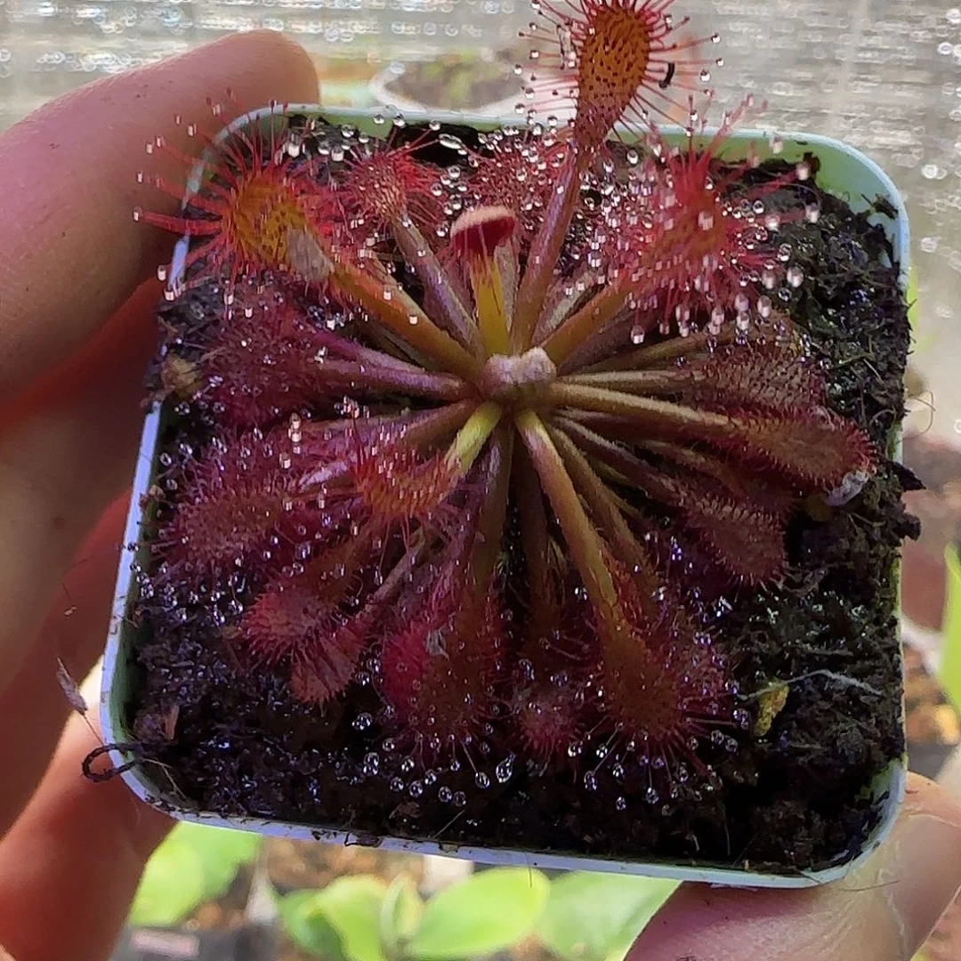 无花朵专拍罗赖马