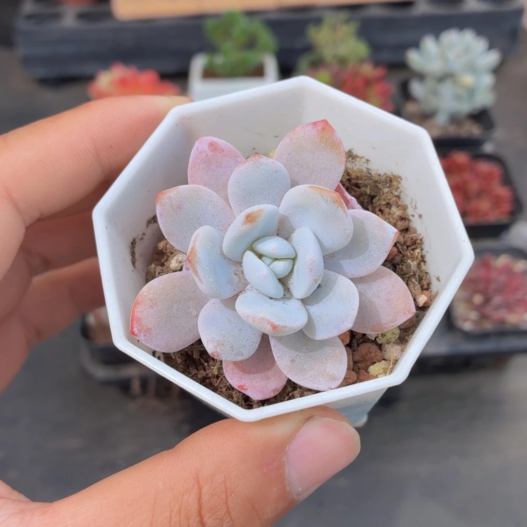 雪莲多肉9.9包邮发货