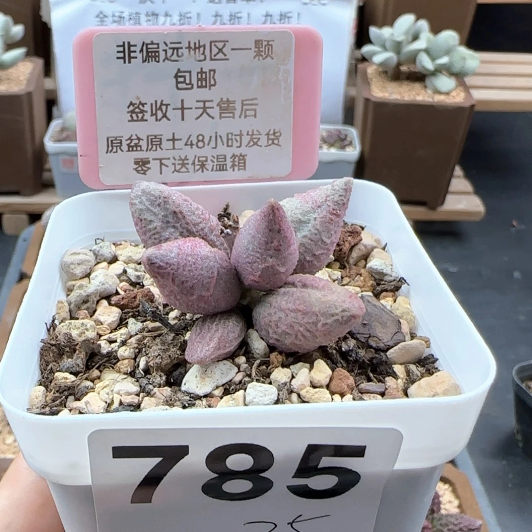 785融冰多肉植物