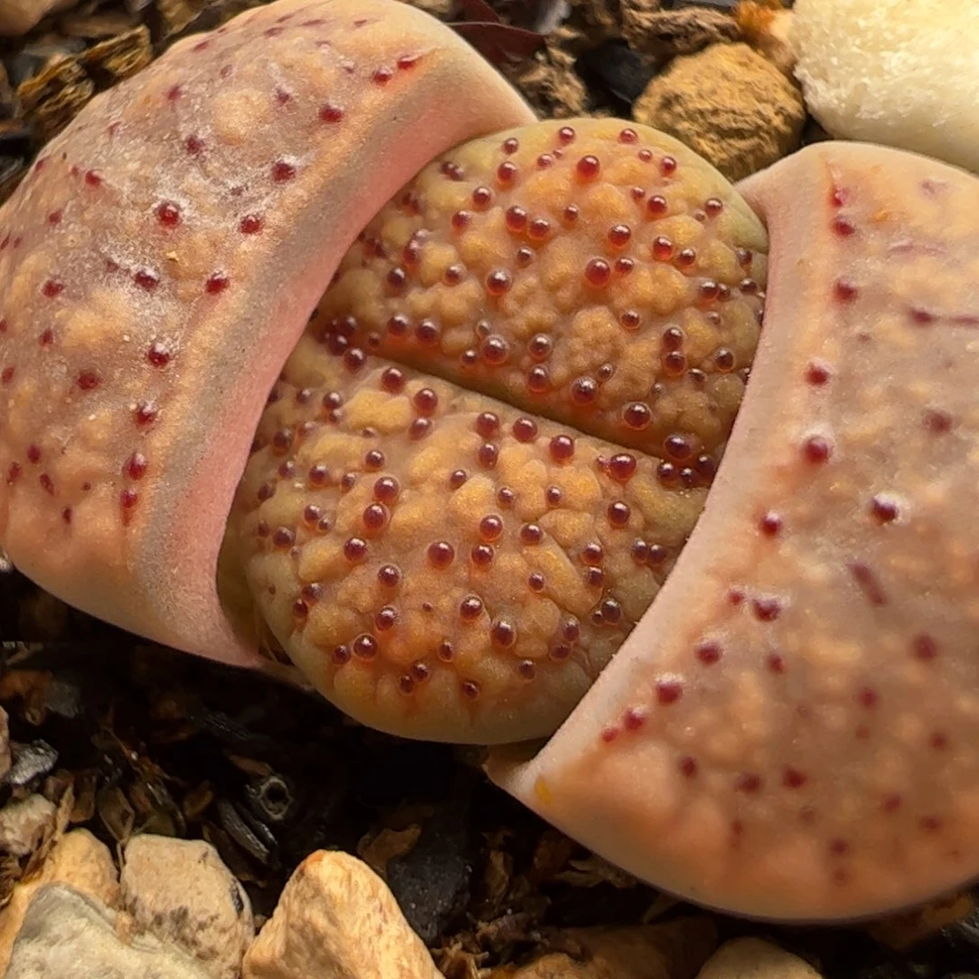 ଘ****特价粉血点多肉植物百科