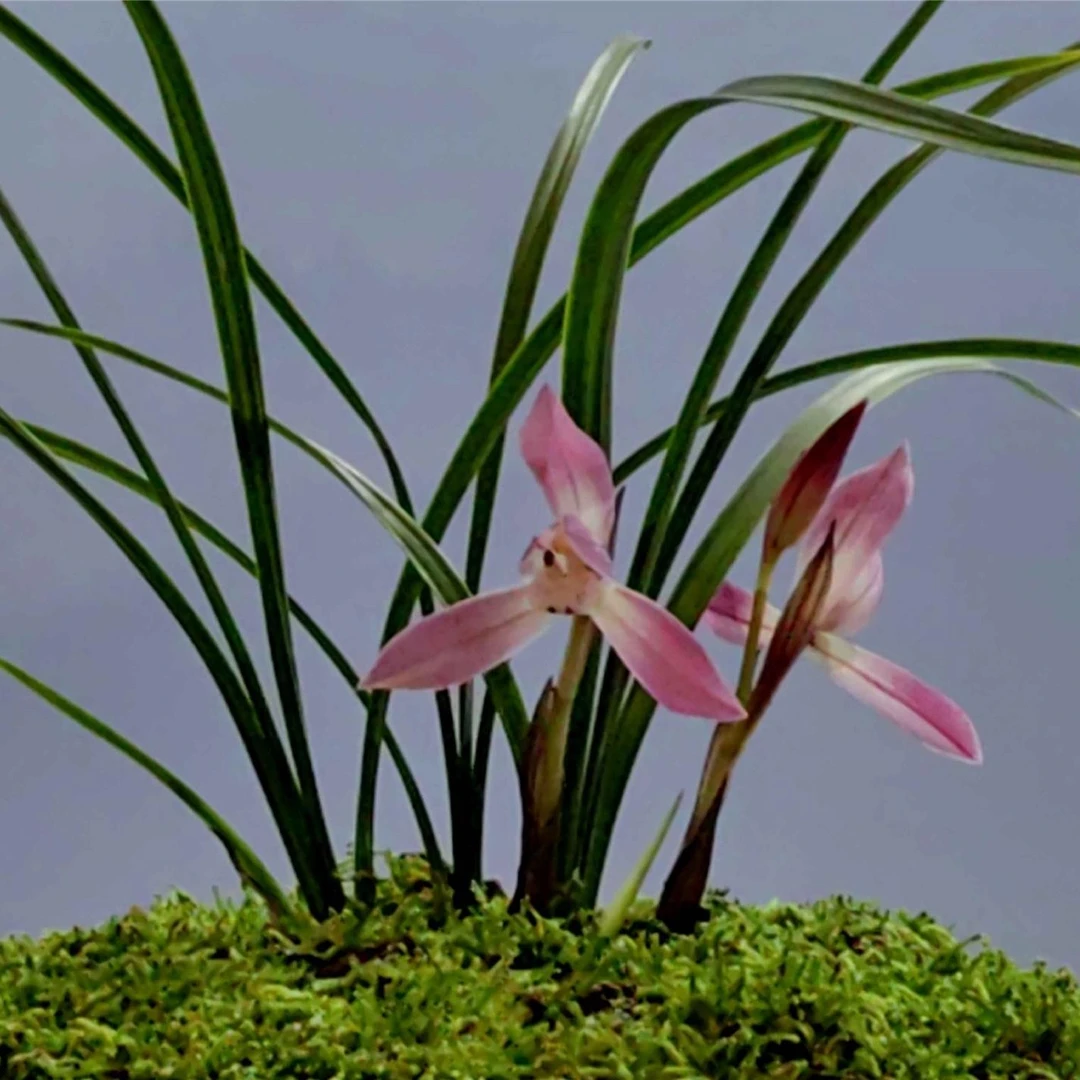 浓香春兰胭脂扣室内外好养阳台客厅花卉植物兰草花兰花绿植盆栽