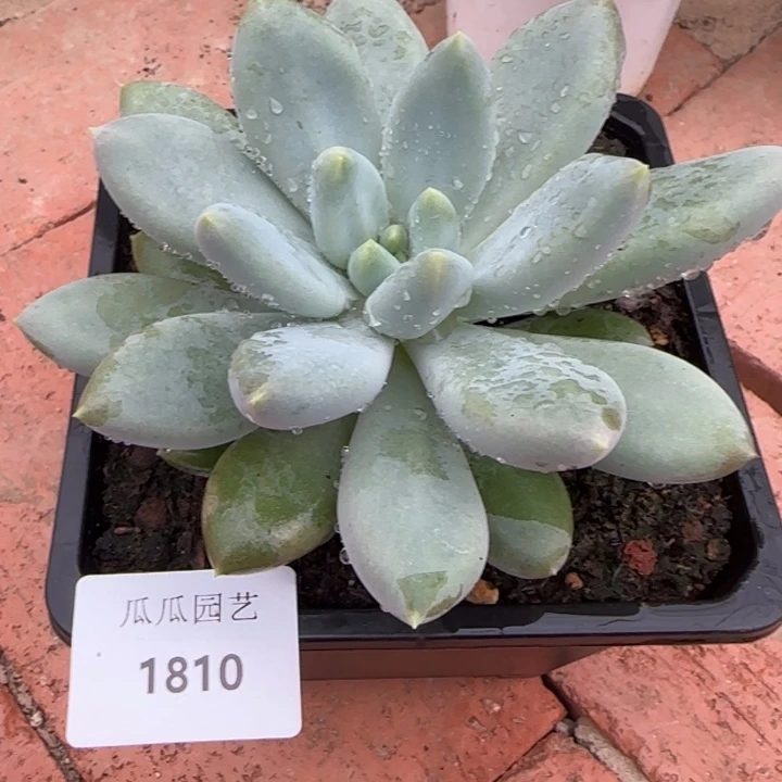1810单头哥特萝莉多肉植物