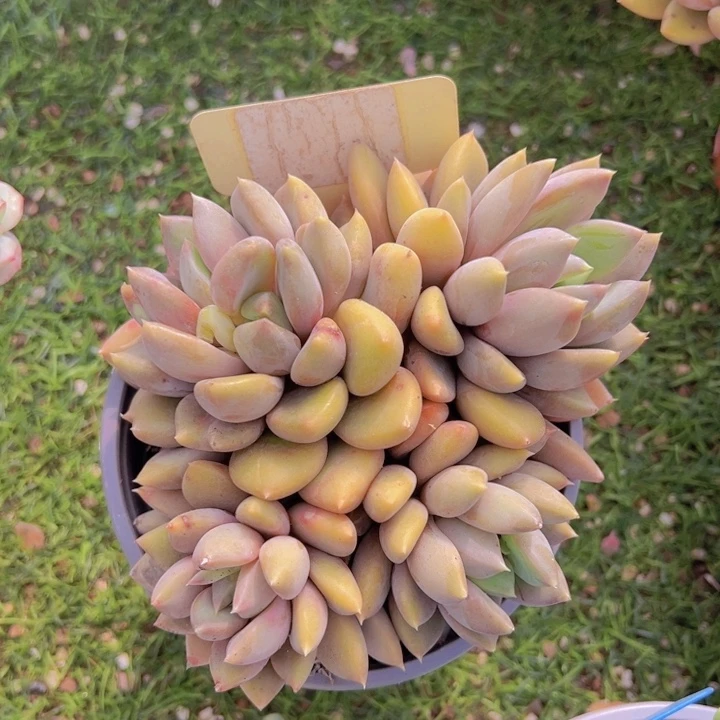 健健康康平平安安