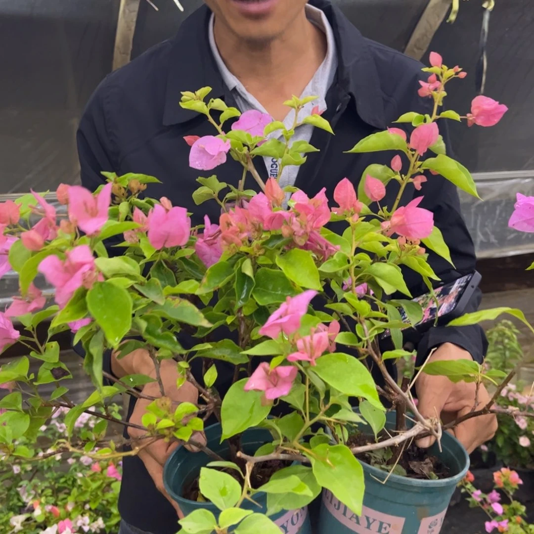 完全开放（橙粉公主）三角梅会落花落叶会光杆苗有大有小