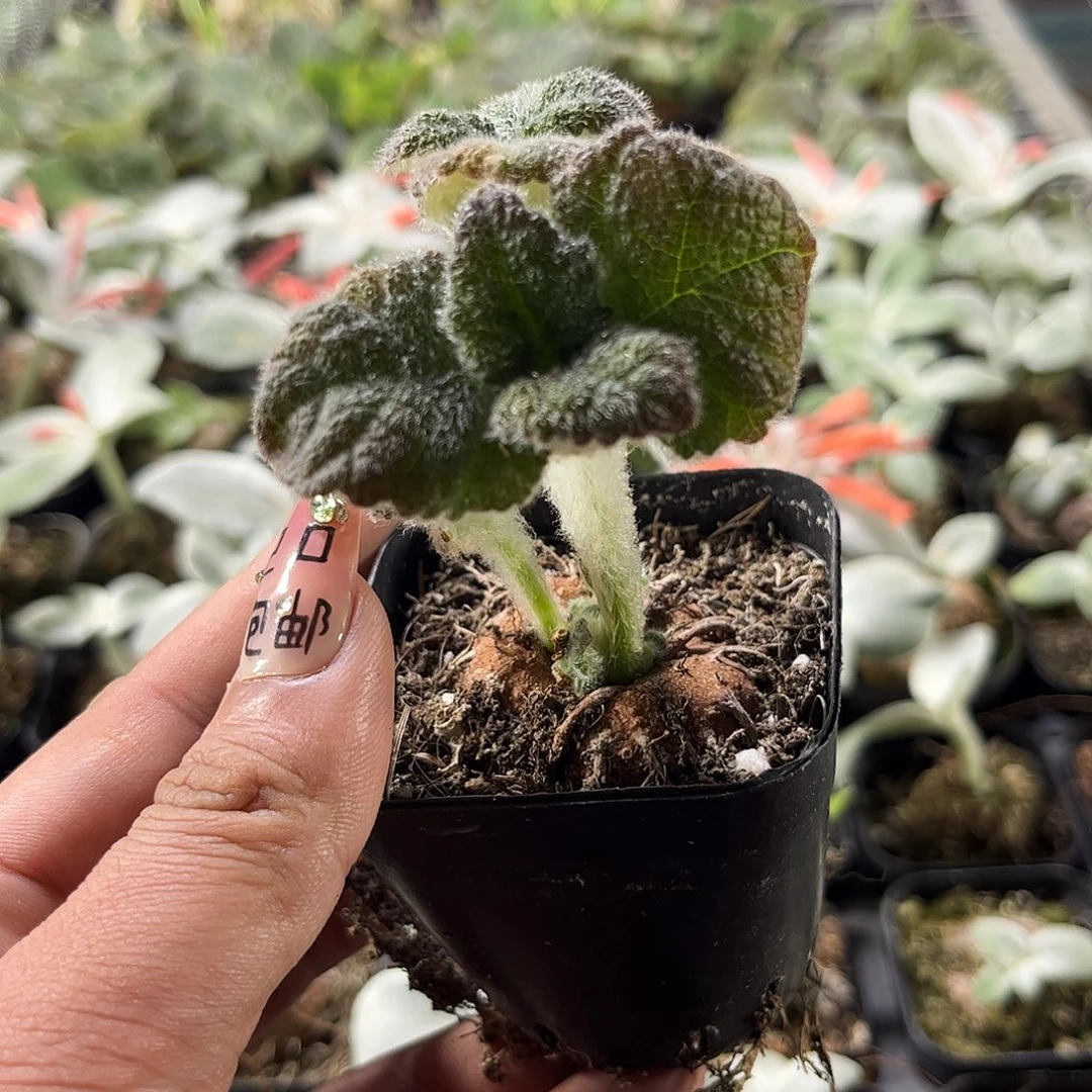 断崖王子单头发货