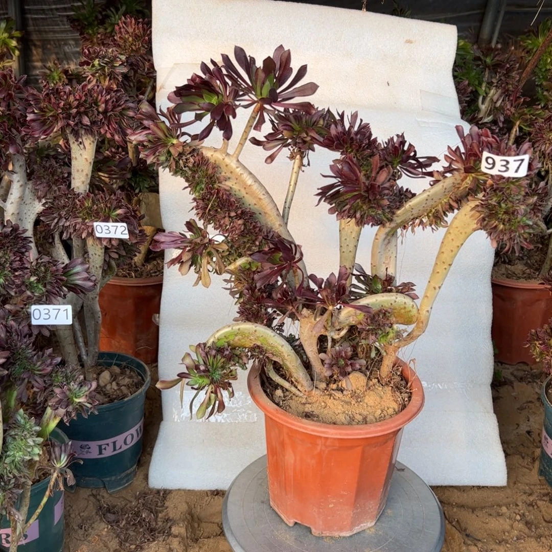 有伤黑缀937冠服42厘米