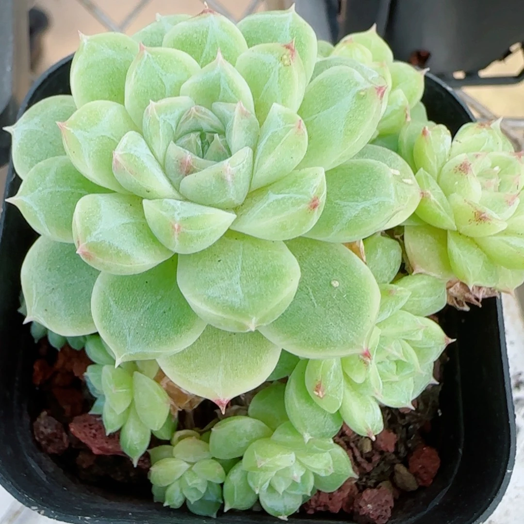 花语逸镜0923-252散