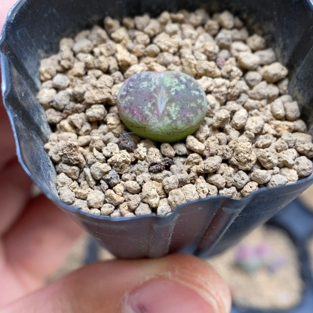 多肉植物肉锥杂交K-3758