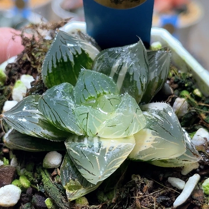 688大型玉露錦一物一拍