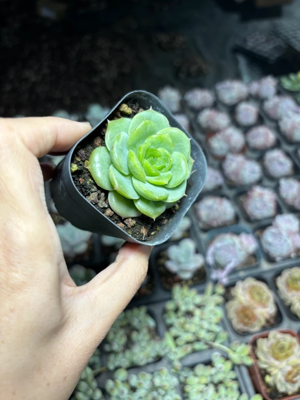 满9.9米包邮，绿宝宝多肉植物
