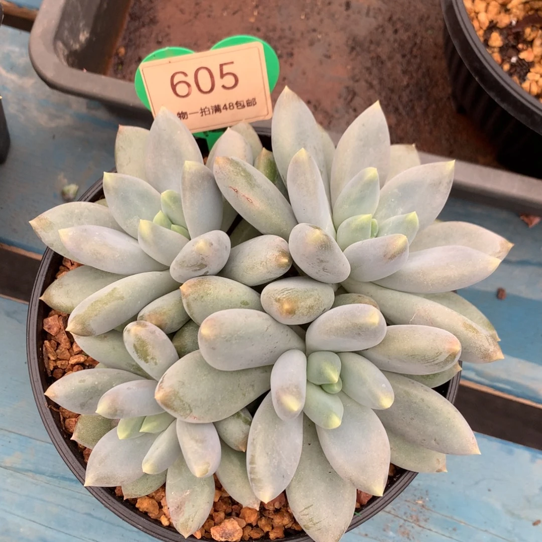 黄体哥特萝莉4头605