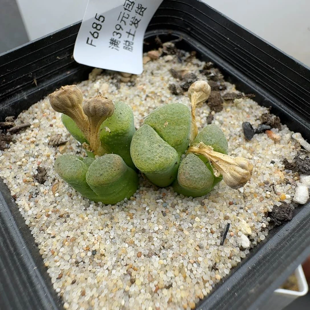 685多肉风铃群哈哈哈哈哈哈