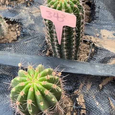 燕***子立夏爱掉刺介意勿拍343