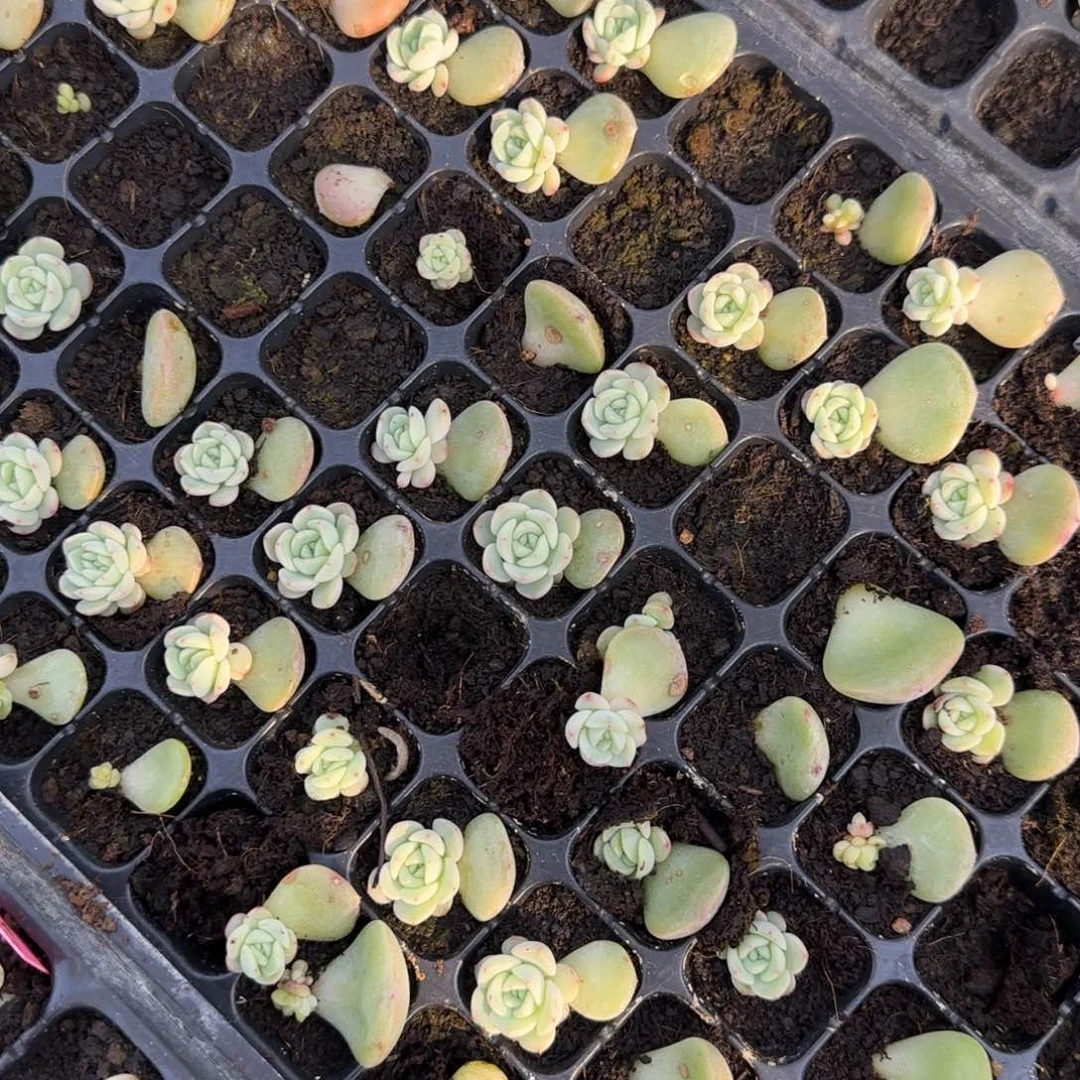 玄子t1 穴3个满25包邮