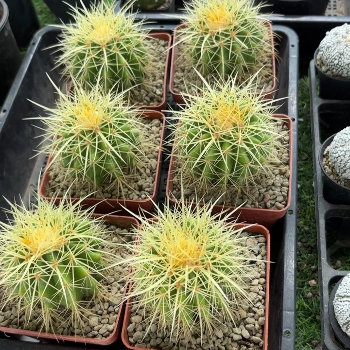 实生狂刺金虎好养皮实