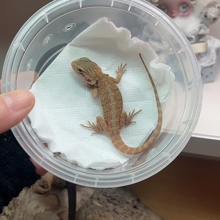 鬃狮蜥柑橘果冻弟弟