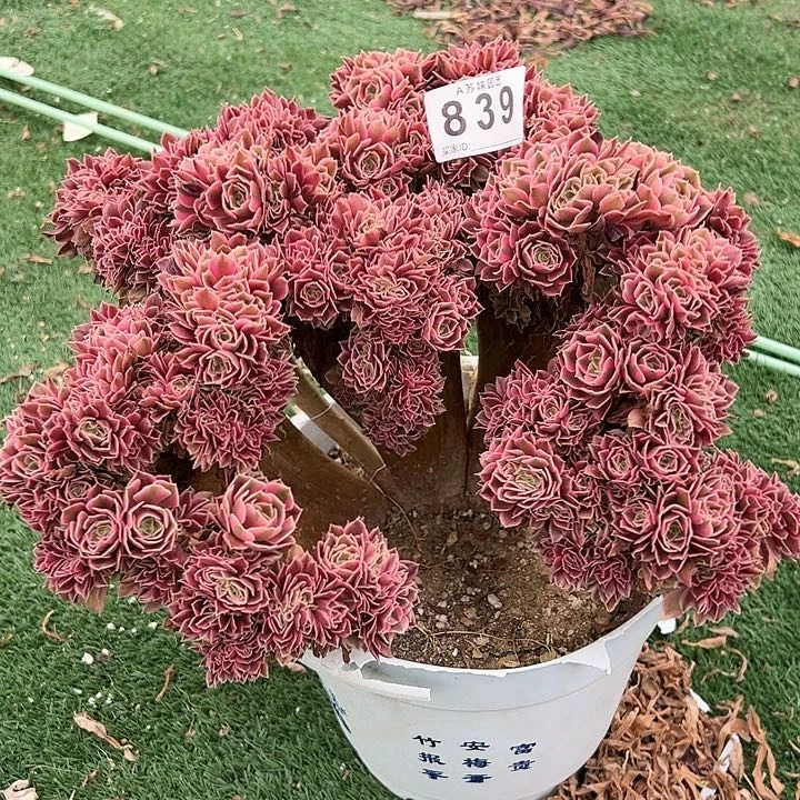 无花朵839女巫缀多肉植物
