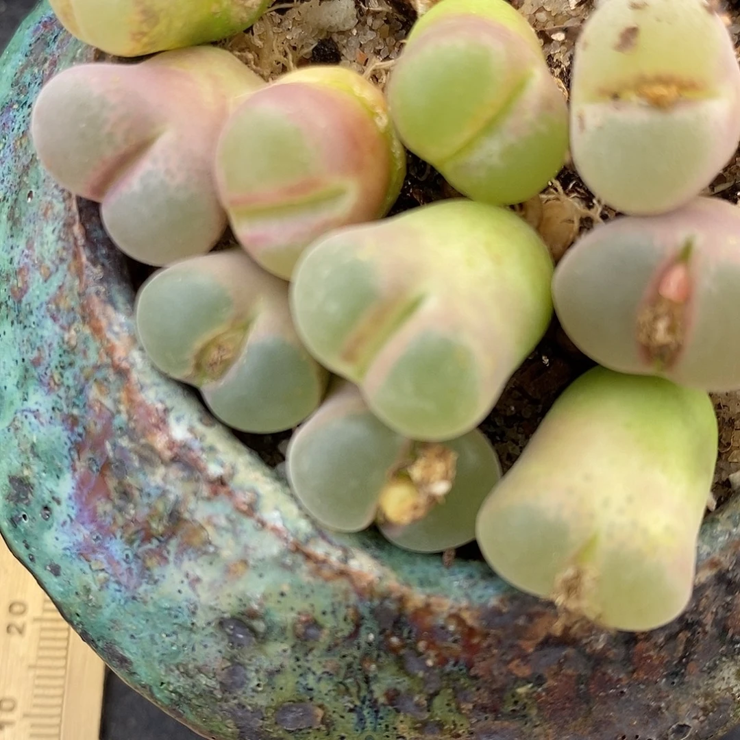 1029粉红女郎风铃一颗。