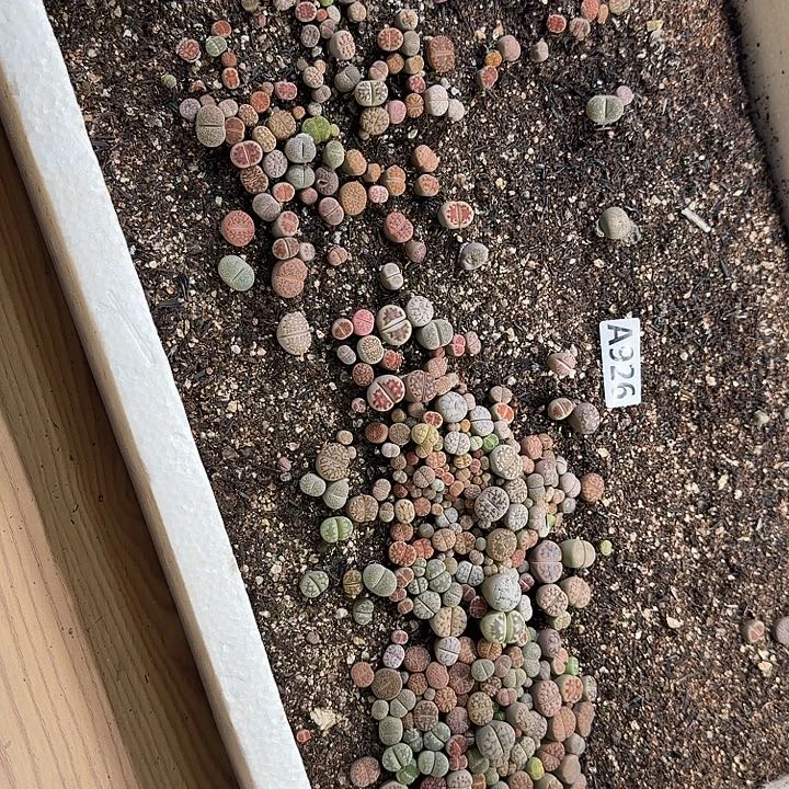 生926石花整筐脱土发货