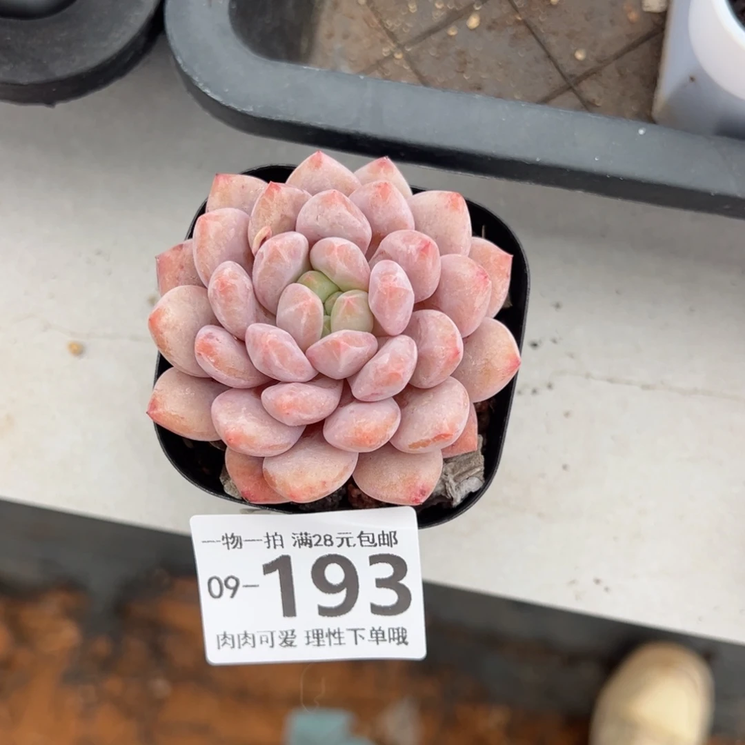 半夏多肉多肉多肉多肉