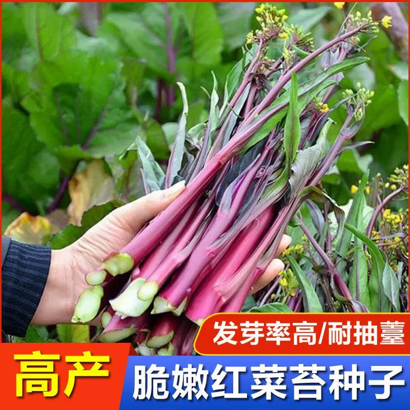 【全店满五包包邮】红菜苔种子红菜心紫菜油菜芯籽抗病简单易种盆
