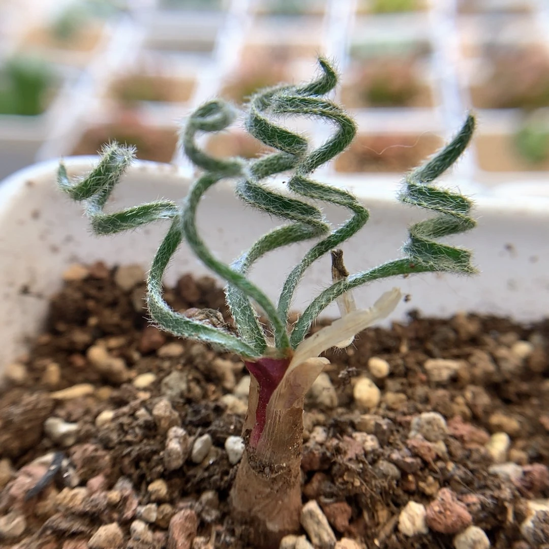 弹簧草 块根植物