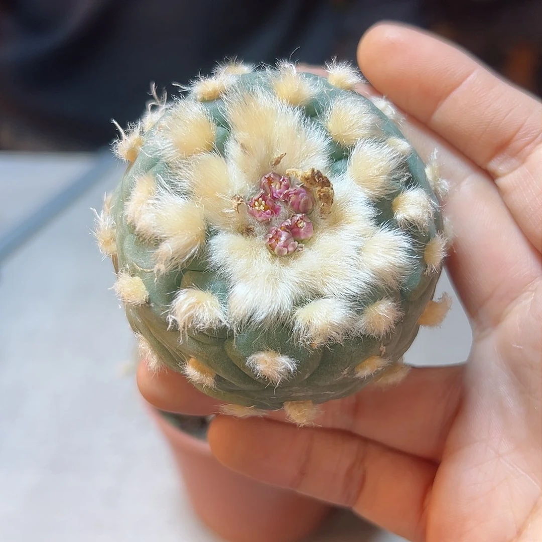 2日晚9号实生长毛云海翠6公分