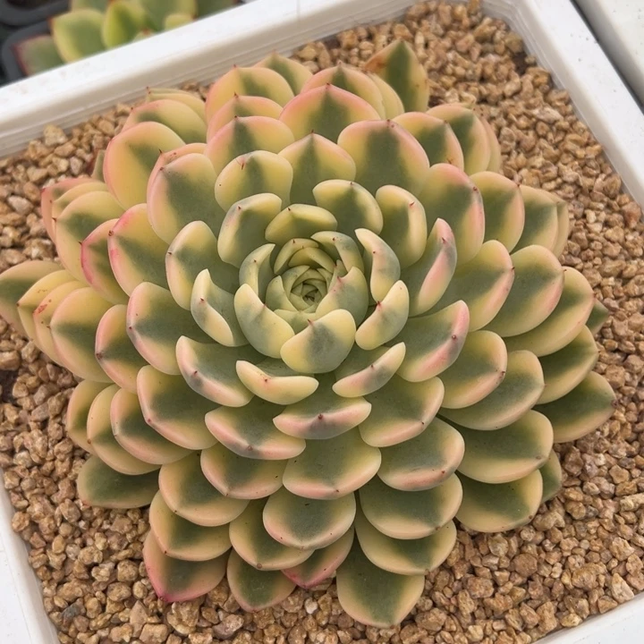 花螺锦一物一拍锦龙
