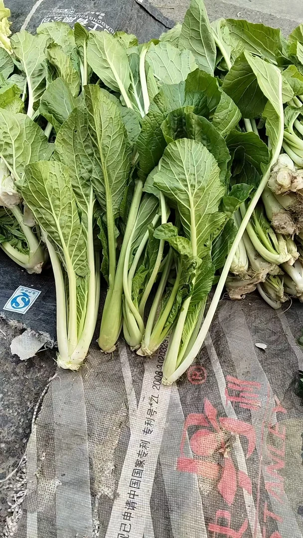 菜头子莴笋黄心菜卷窝菜新鲜采摘信阳特产菜地现摘萝卜