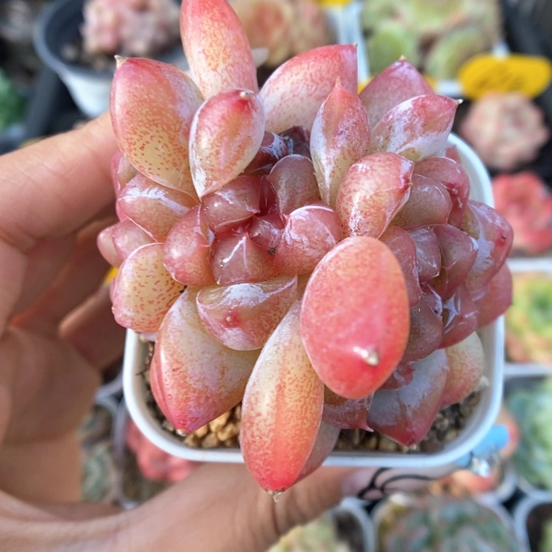 钻心朵朵群生692号